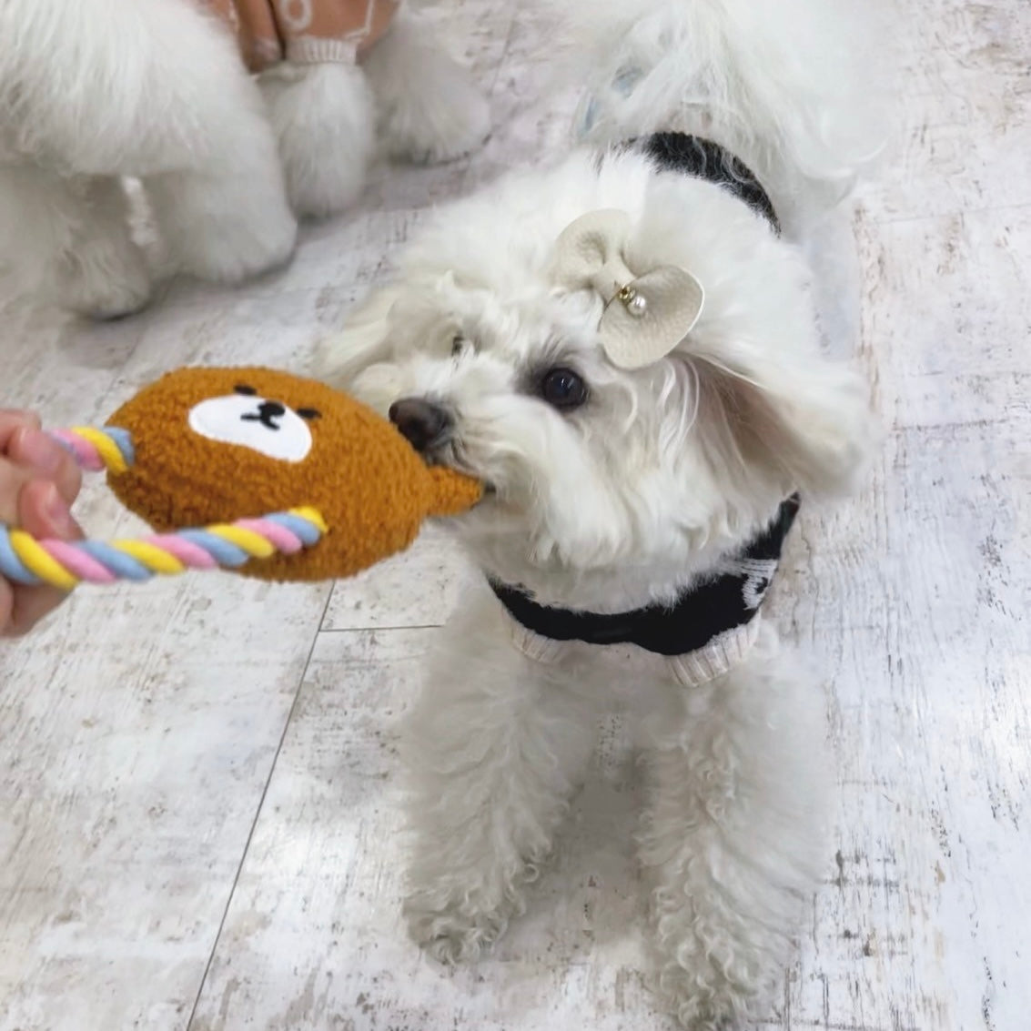 【即納】"KLMuCCo" Snuffle Toy / 「KLMuCCo」ノーズワークおもちゃ