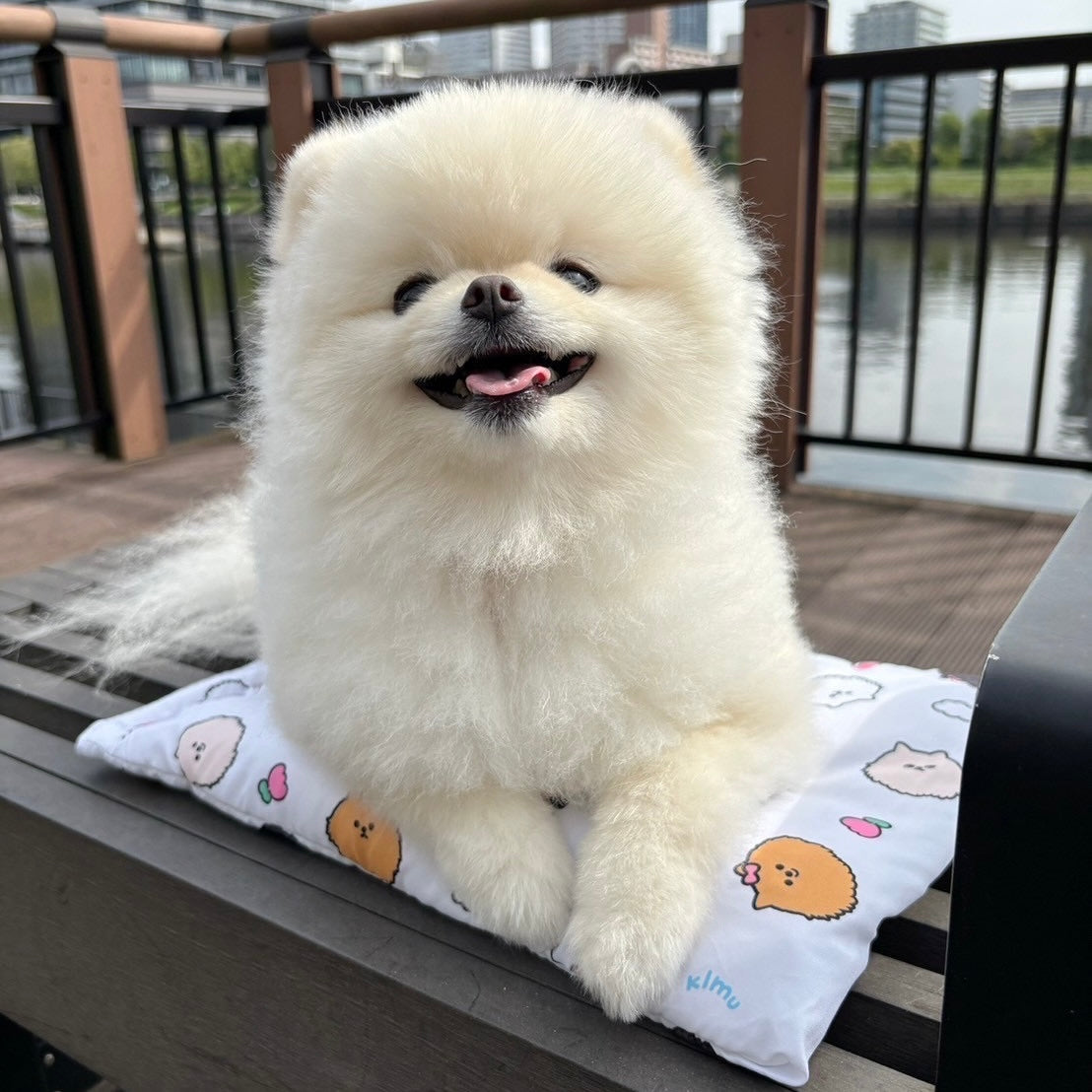 【即納】Random Face Cooling Big Pouch / ランダムフェイスクーリングビッグポーチ