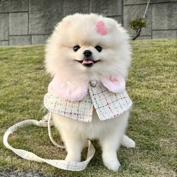 【Candy Series / 即納】Tweed Fur Cape / ツイードファーケープ