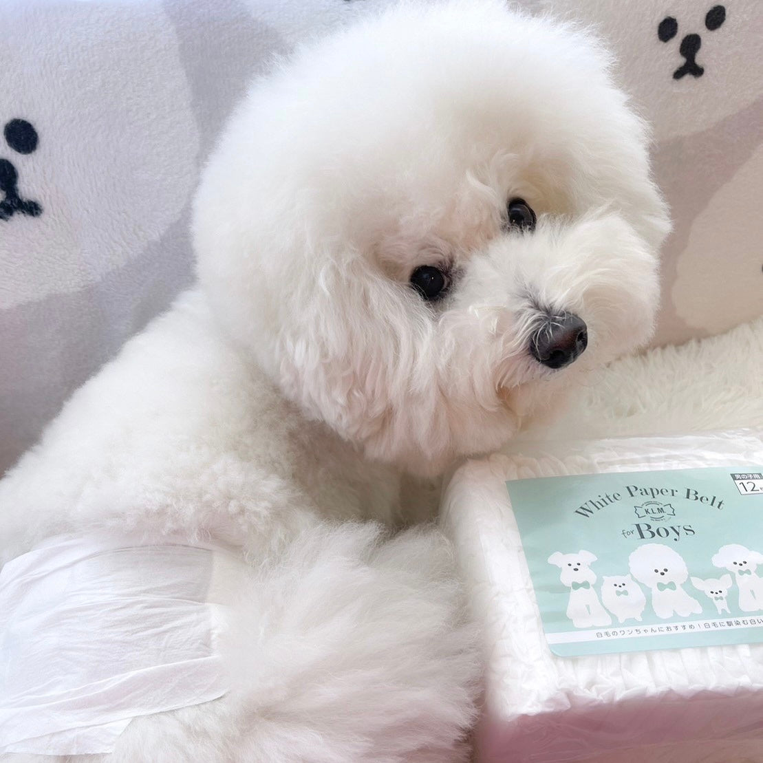 【即納】White Manner Diaper / ホワイトマナーオムツ