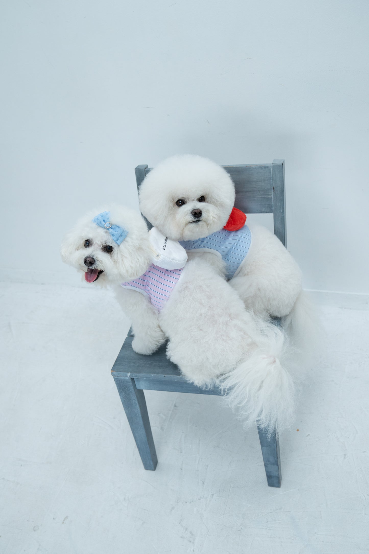 【即納】"King Of Dog" Stripe Wear Harness for Pet / 「King Of Dog」ストライプウェアハーネス for Pet