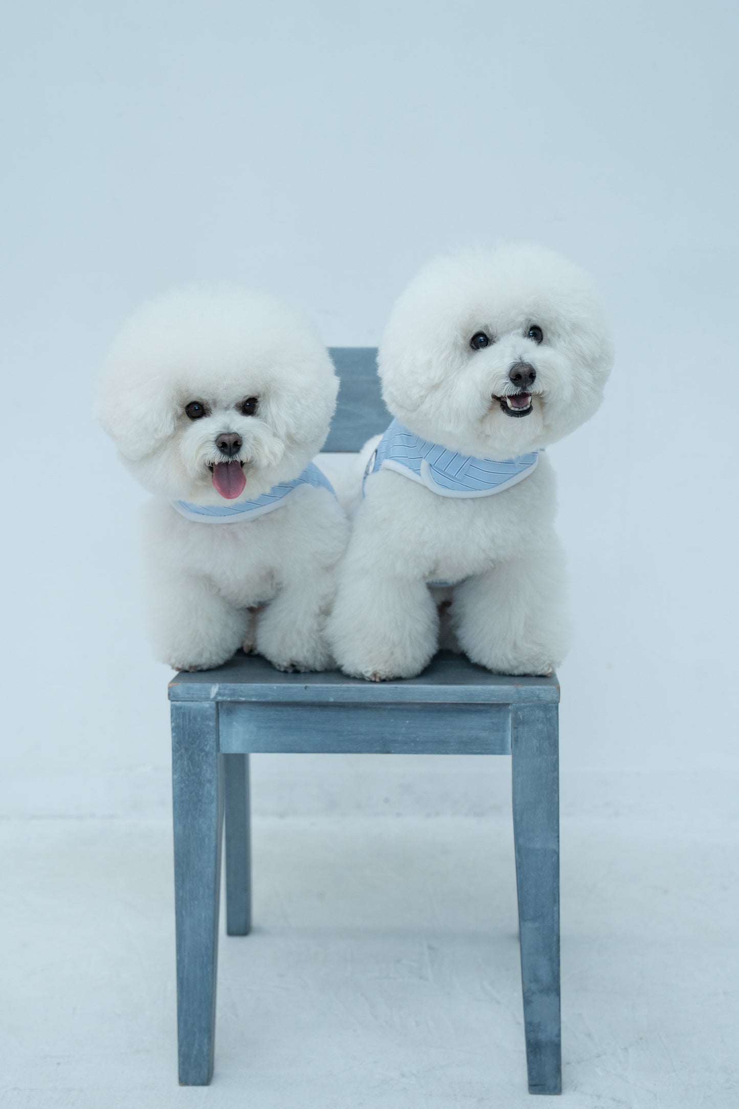 【即納】"King Of Dog" Stripe Wear Harness for Pet / 「King Of Dog」ストライプウェアハーネス for Pet