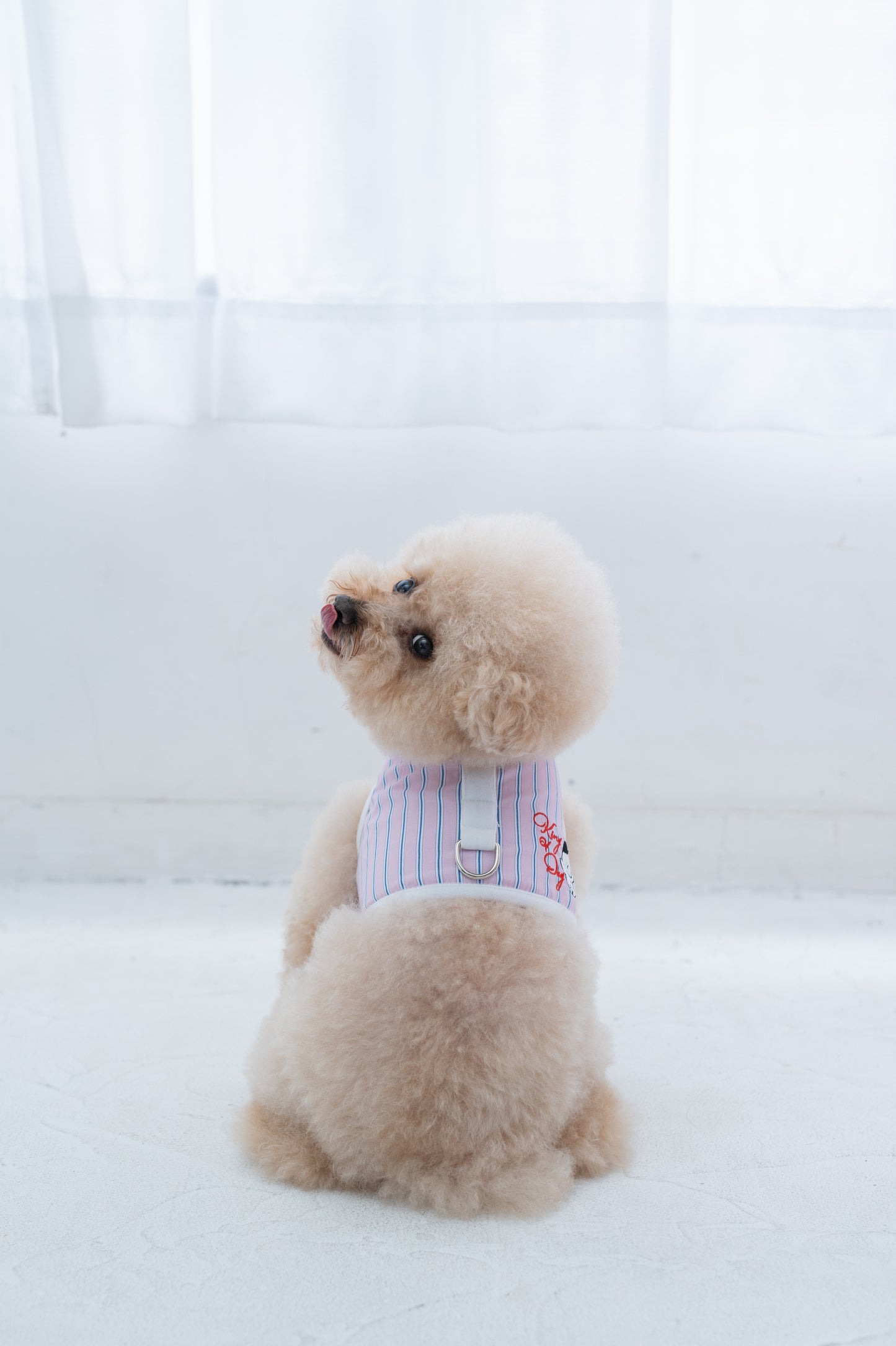 【即納】"King Of Dog" Stripe Wear Harness for Pet / 「King Of Dog」ストライプウェアハーネス for Pet