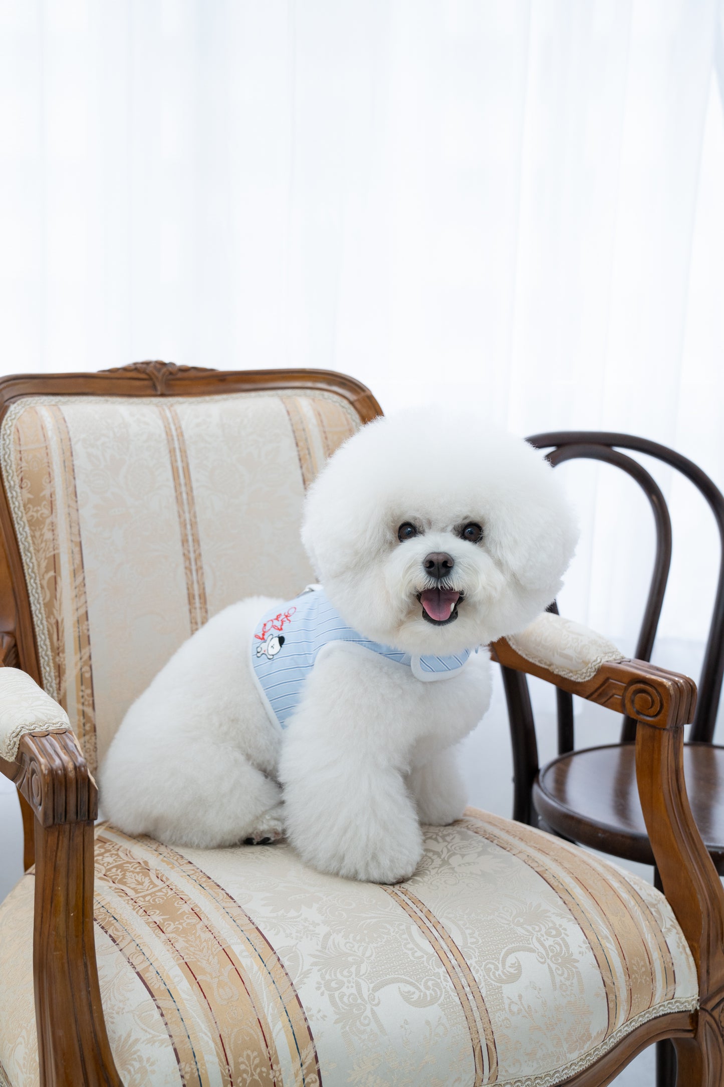 【即納】"King Of Dog" Stripe Wear Harness for Pet / 「King Of Dog」ストライプウェアハーネス for Pet