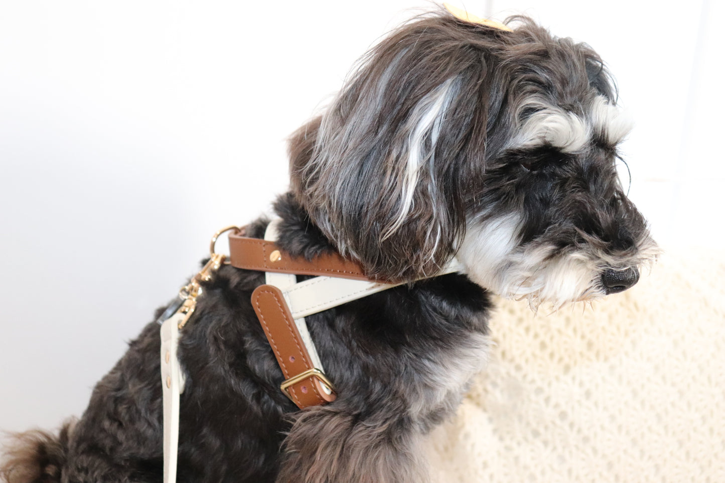 【Hot】Leather Harnness for dog / レザーハーネス for dog